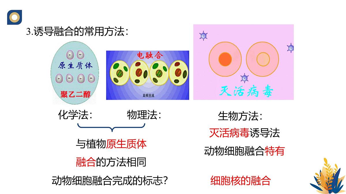 人教版高中生物 选修3《2-2 动物细胞的融合技术单克隆抗体》教学课件第5页