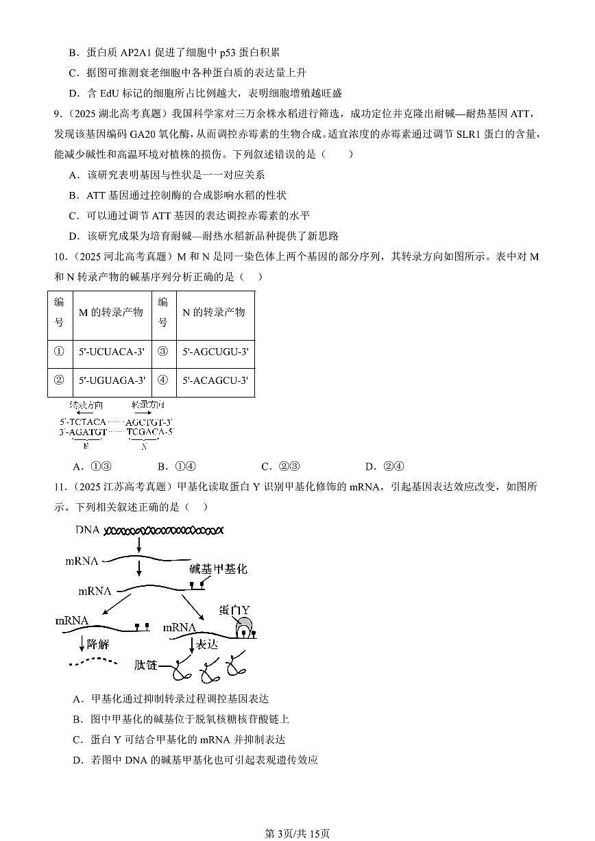 2025全国高考真题生物汇编:基因的表达章节综合 有答案解析第3页