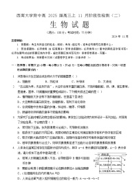重庆市西南大学附属中学校2024-2025学年高三上学期11月阶段性检测（二）生物试卷