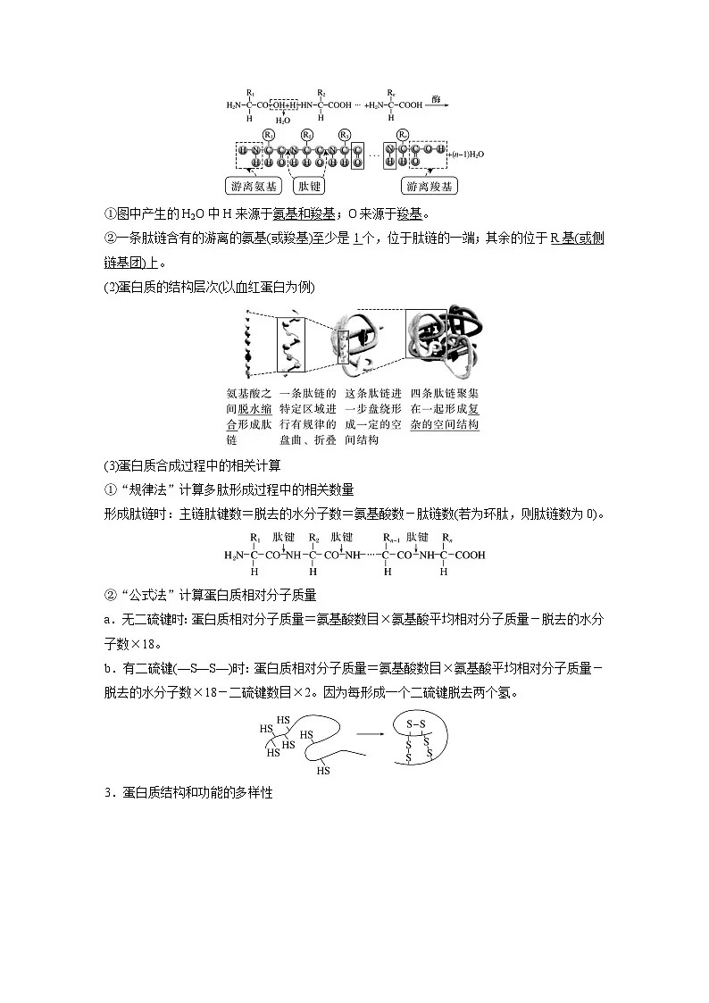【备考2026】高考生物一轮复习资源:第1单元 第3课时 蛋白质和核酸(讲与练)(教师版)第2页