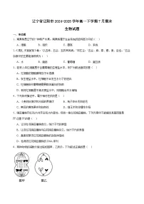 辽宁省辽阳市2024-2025学年高一下学期期末考试生物试题（Word版附答案）