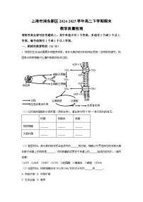 上海市浦东新区2024-2025学年高二下学期期末教学质量检测生物试卷（解析版）