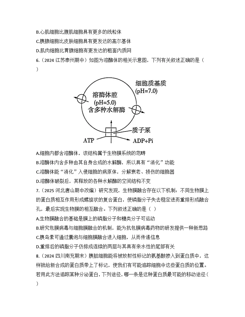 3.2细胞器之间的分工合作-同步练习 2025—2026学年高一上学期生物人教版必修1第2页