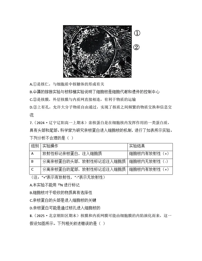 3.3细胞核的结构和功能-同步练习 2025—2026学年高一上学期生物人教版必修1第3页