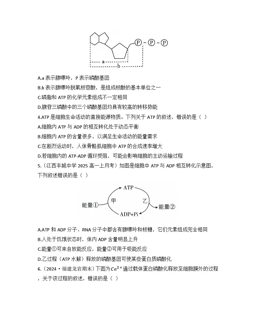 5.2细胞的能量“货币”ATP-同步练习 2025—2026学年高一上学期生物人教版必修1第2页