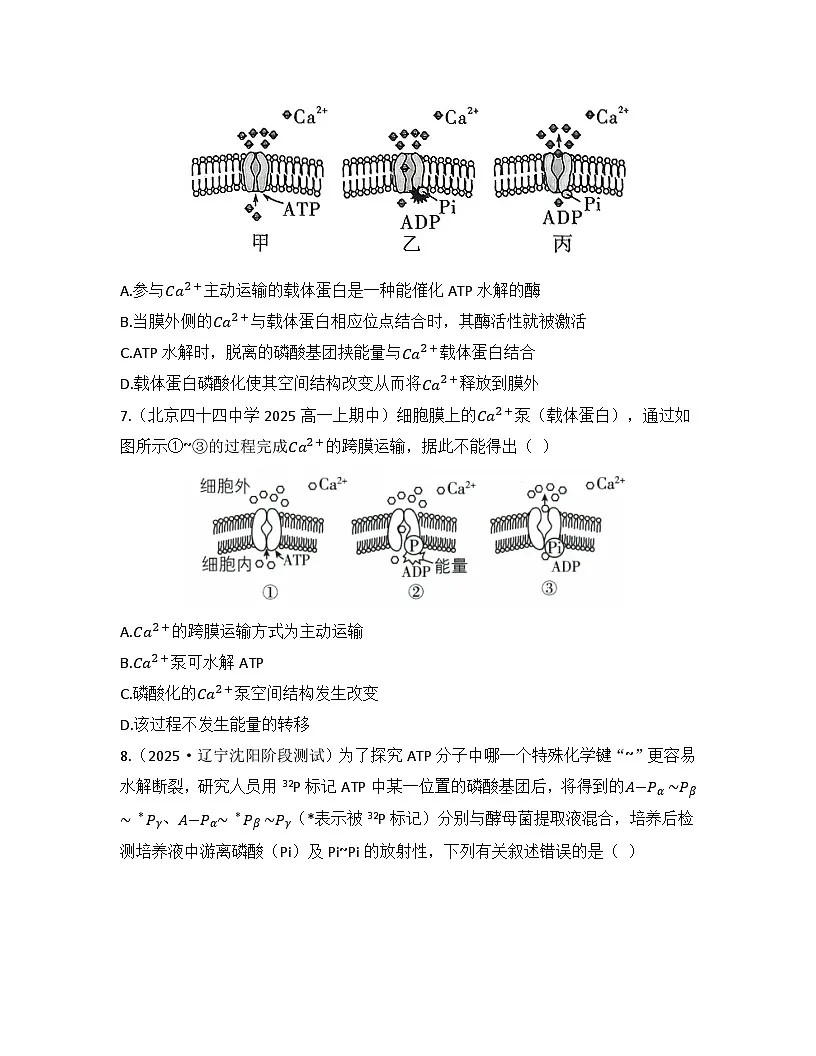 5.2细胞的能量“货币”ATP-同步练习 2025—2026学年高一上学期生物人教版必修1第3页