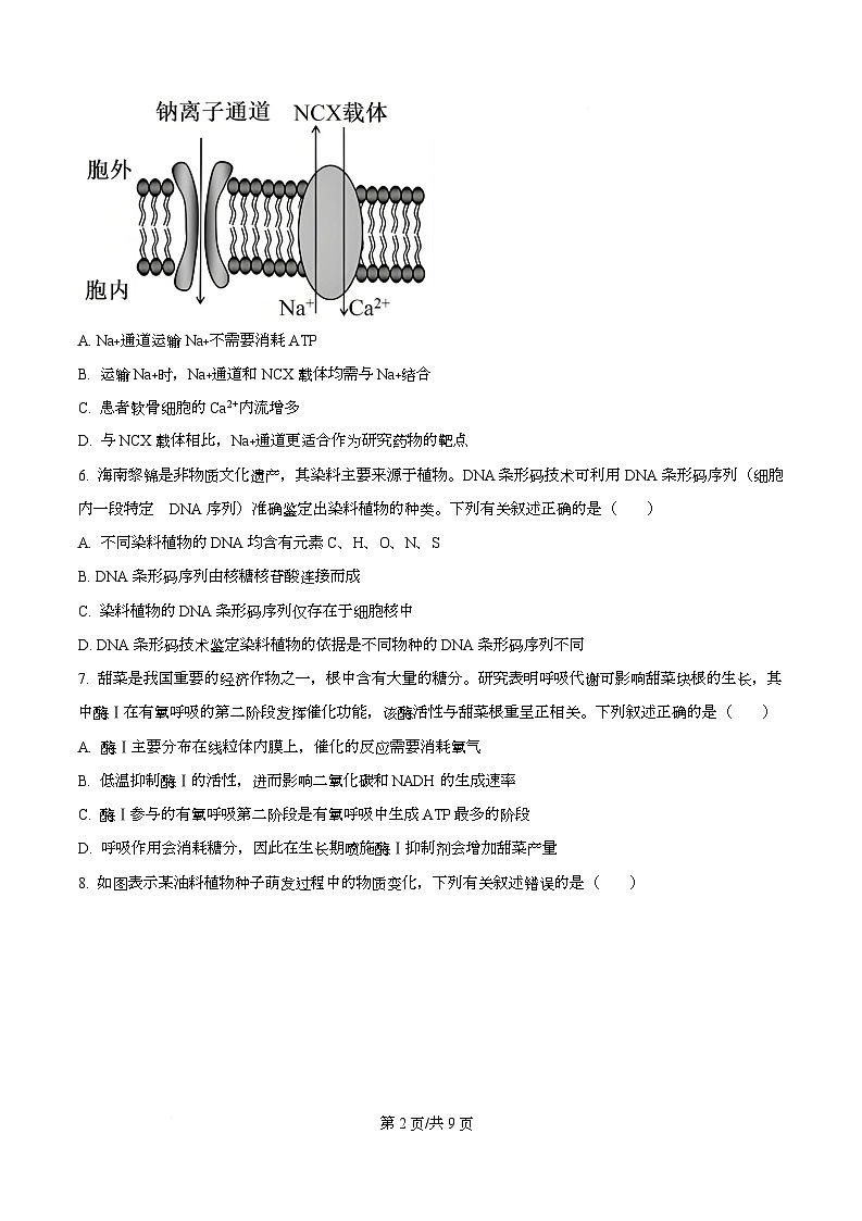 四川省广元市苍溪中学2026届高三上学期9月月考生物试题(原卷版)第2页