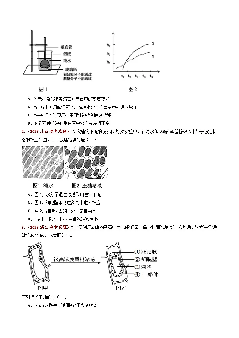 五年(2021-2025)高考生物真题分类汇编:专题03 物质的跨膜运输(全国通用)(原卷版)第2页