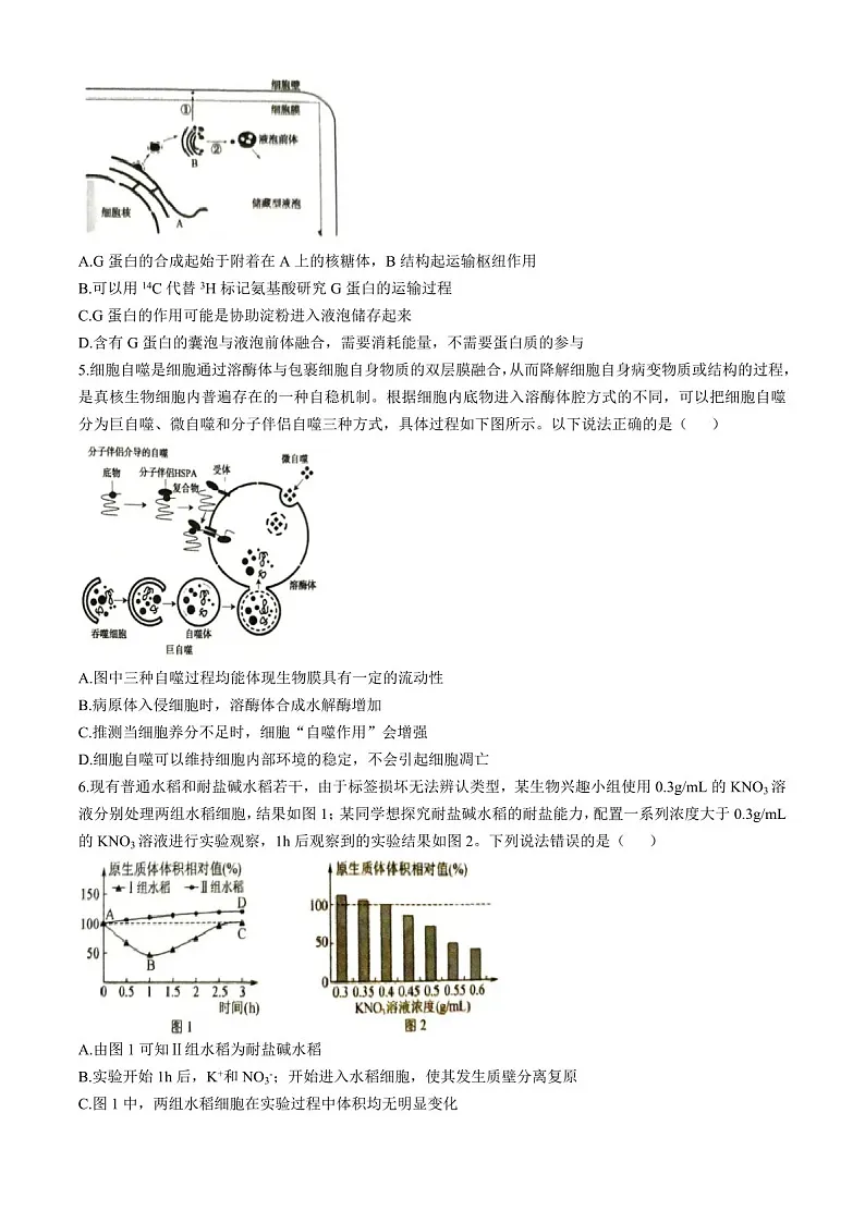 2025届河南省三门峡市高三下学期11月期中考-生物试题(含答案)第2页