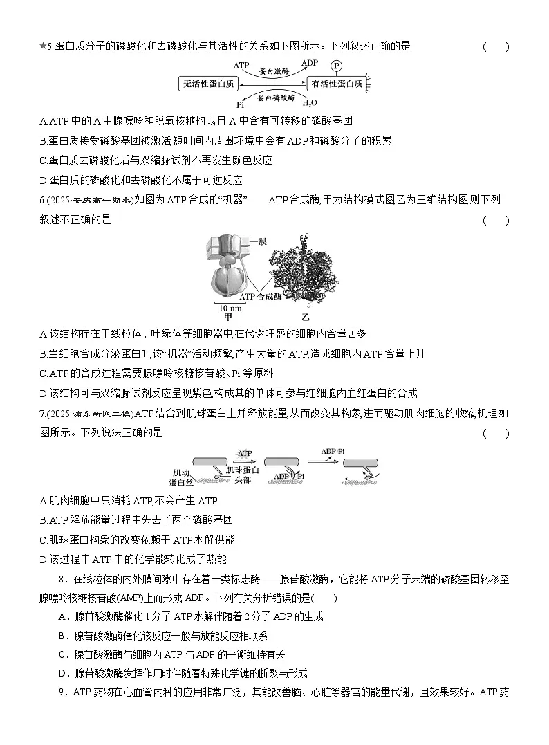 2025-2026学年高一生物(人教版)必修一课时跟踪检测(16)细胞的能量“货币”ATP(Word版含解析)第2页