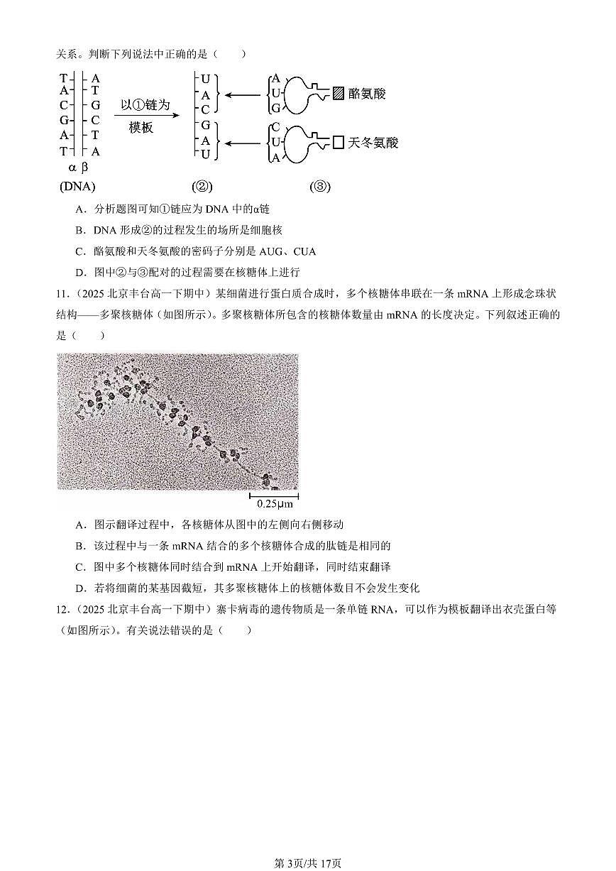 2025北京重点校高一(下)期中生物汇编(试题):基因指导蛋白质的合成(单选题)1 有答案解析第3页