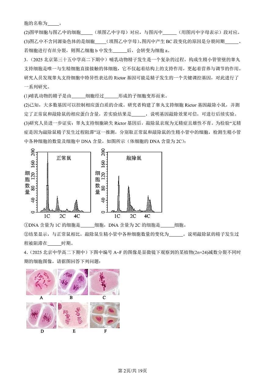 2025北京重点校高一(下)期中生物汇编(试题):减数分裂和受精作用(非选择题) 有答案解析第2页