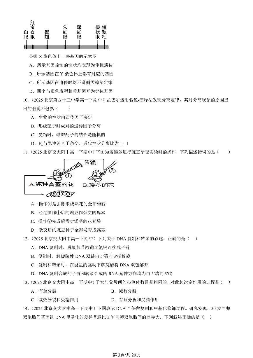 2025北京重点校高一(下)期中生物汇编(试题):遗传因子的发现章节综合(单选题)2 有答案解析第3页