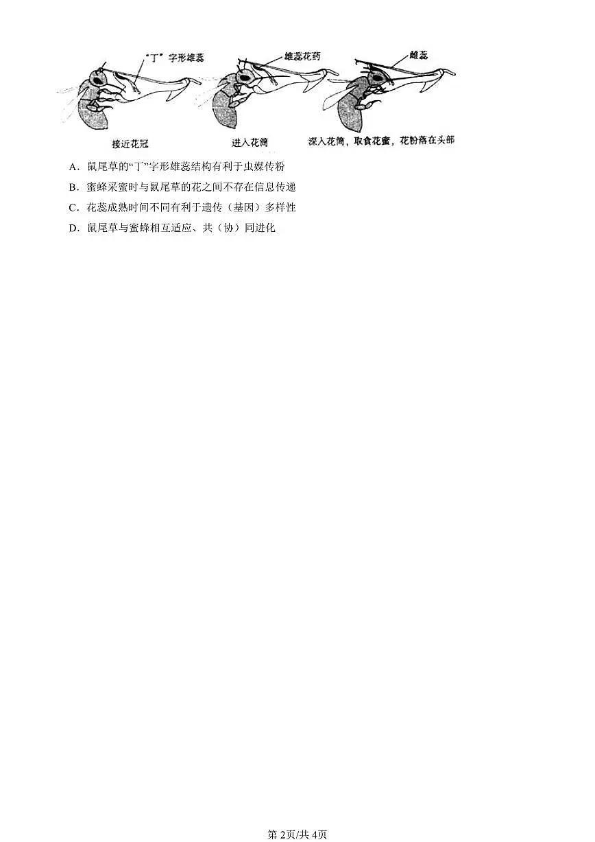 2023-2025北京重点校高一(下)期中生物汇编(试题):生物的进化章节综合 有答案解析第2页
