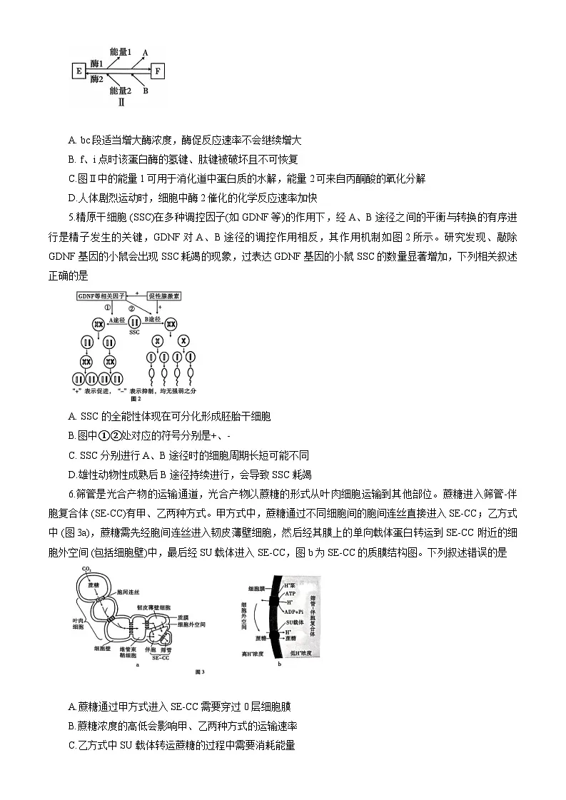重庆巴蜀中学2026届高三9月适应性月考(二)生物试卷(含答案)第2页