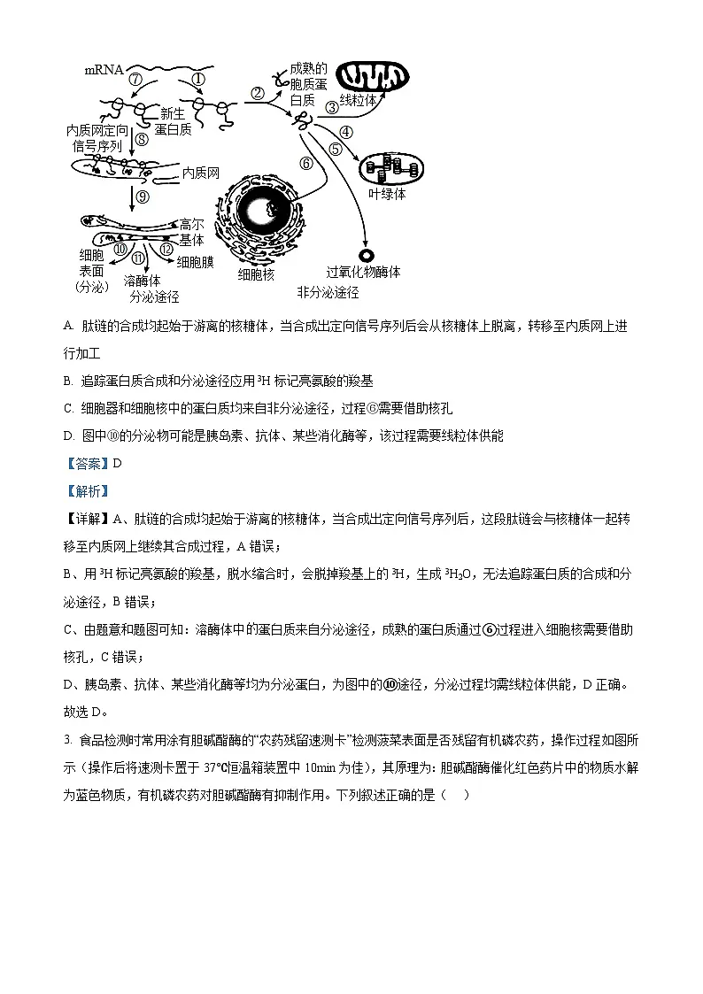 精品解析:山西省山大附中2025-2026学年高三上学期9月月考生物试题(解析版)第2页