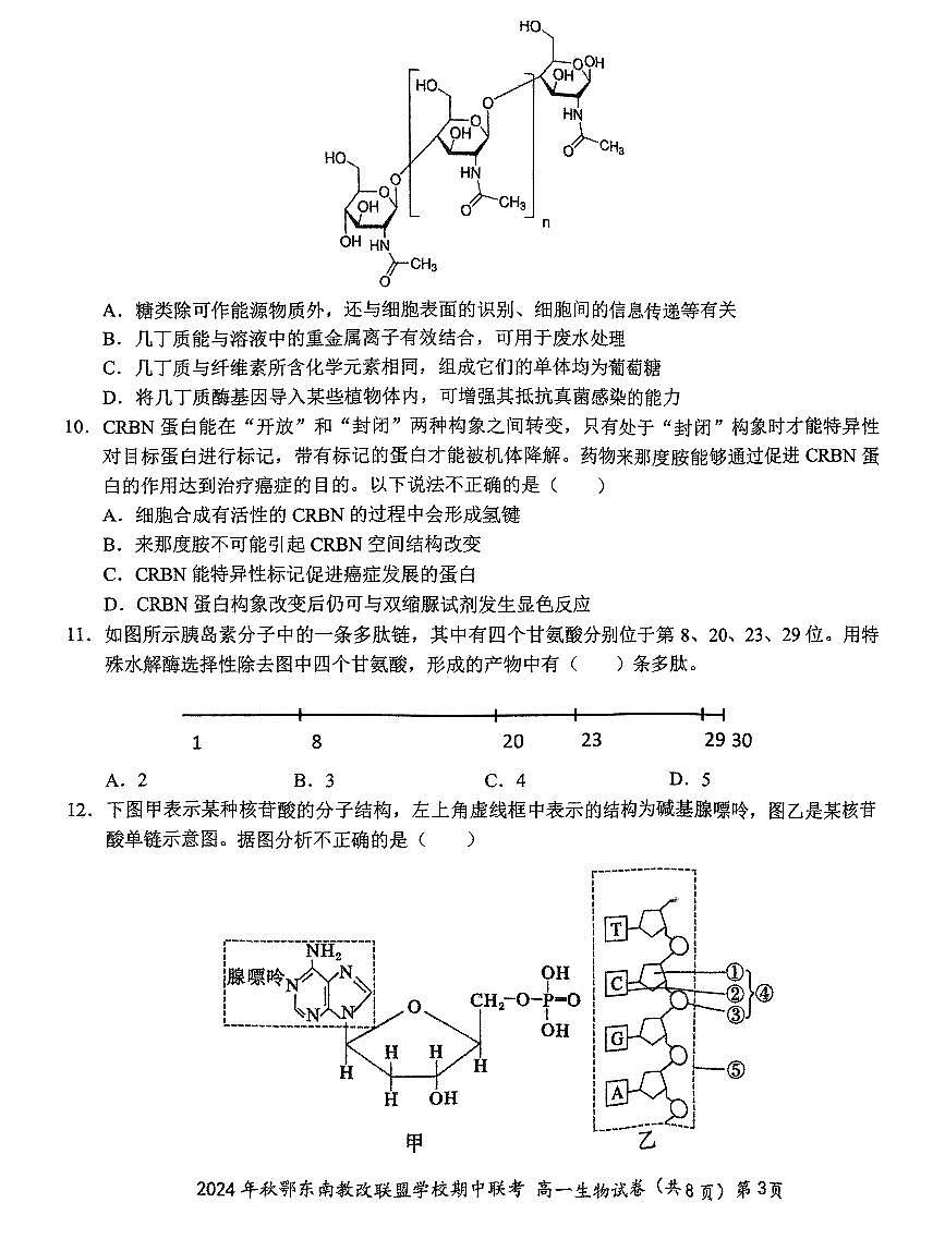 湖北省鄂东南省级示范高中教育教学改革联盟学校2024-2025学年高一上学期11月期中联考生物试题第3页