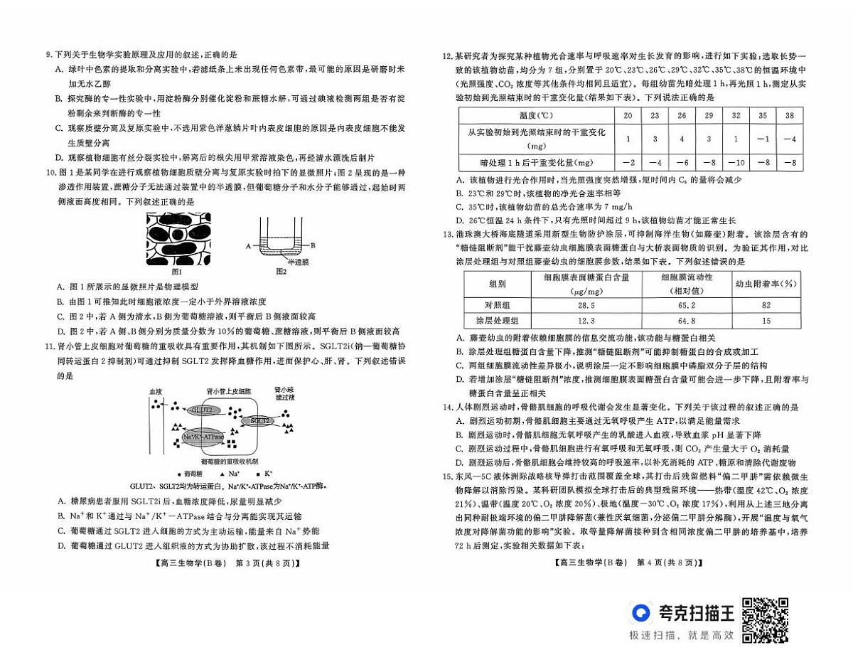 安徽省鼎尖名校大联考2025-2026学年高三上学期10月月考生物试题B第2页