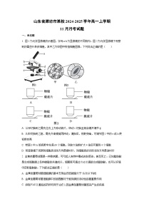 山东省潍坊市某校2024-2025学年高一上学期11月月考生物试卷（学生版）