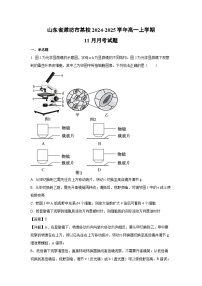 【生物】山东省潍坊市某校2024-2025学年高一上学期11月月考试题（学生版+解析版）