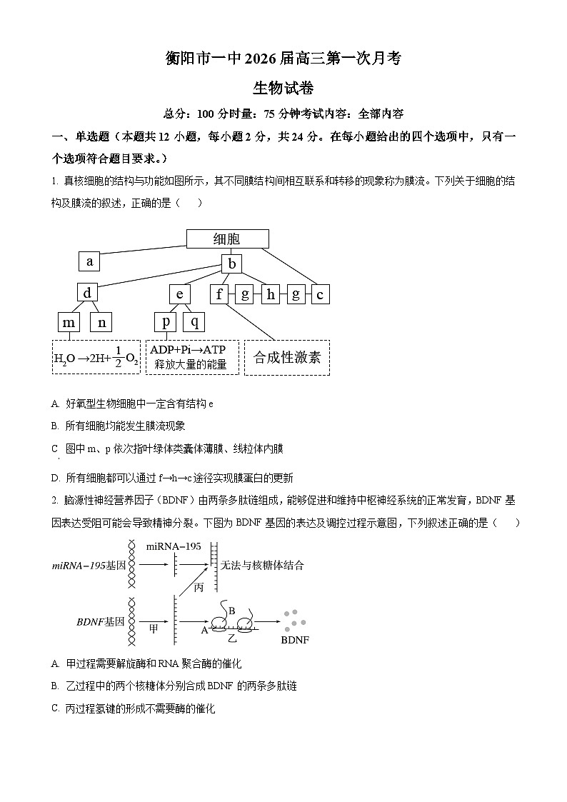 湖南省衡阳市第一中学2025-2026学年高三下学期第一次月考生物试卷(原卷版)第1页