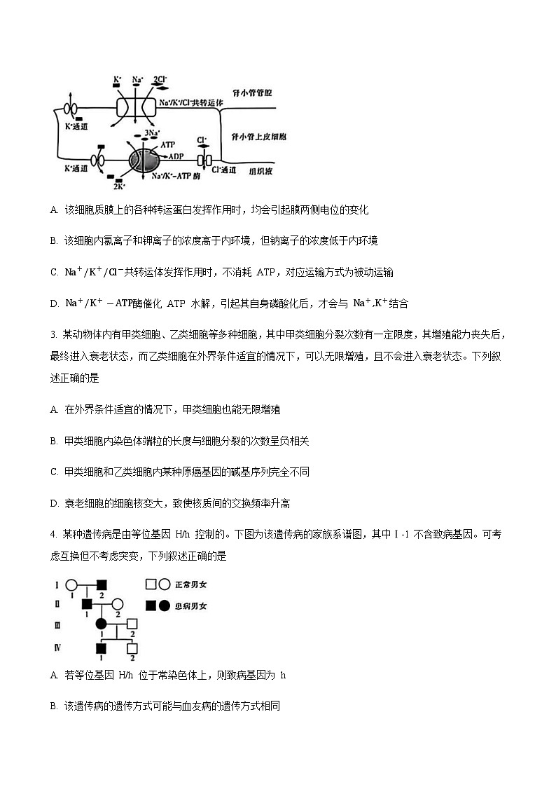 江西省“红色十校”2026届高三上学期第一次联考生物试卷(含答案)第2页