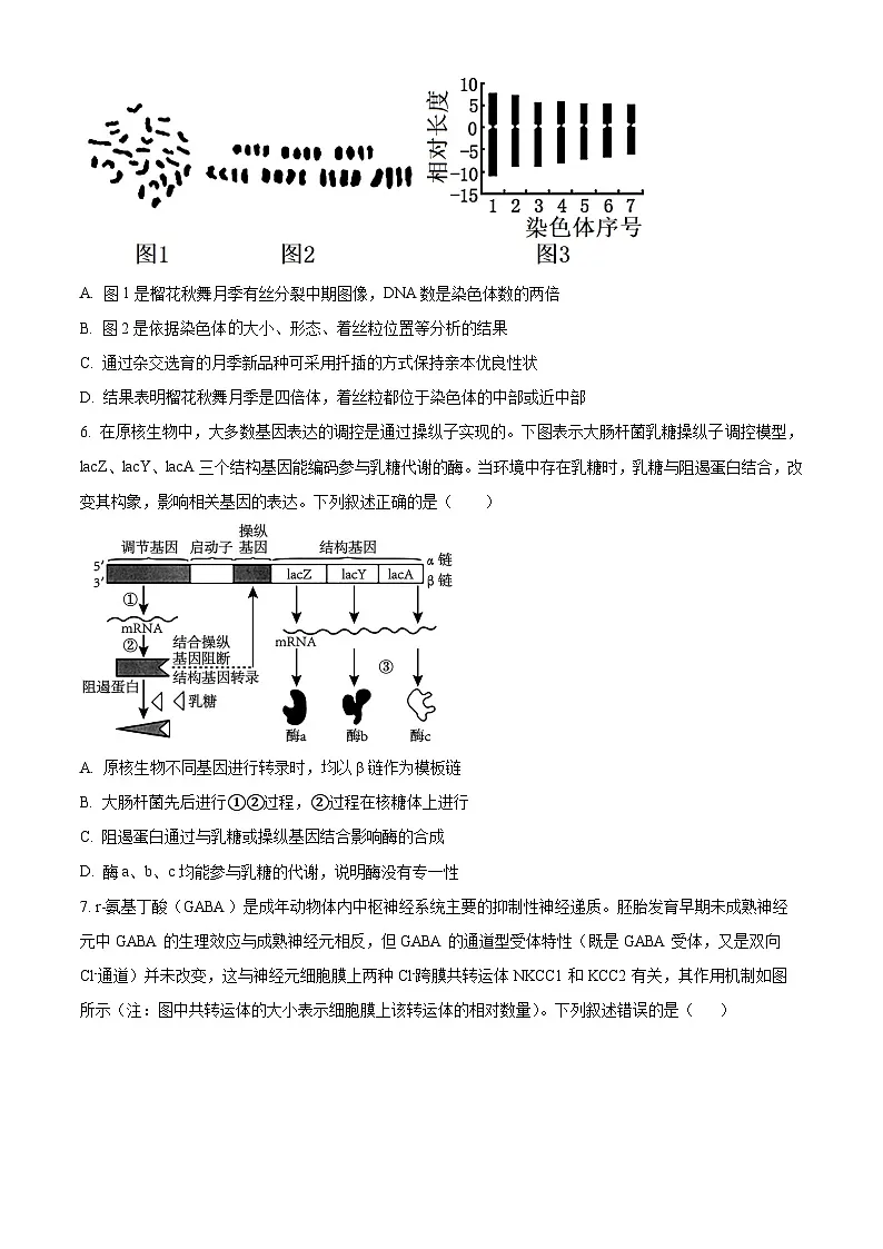 精品解析:河北省石家庄市长安区石家庄市第一中学2025-2026学年高三上学期9月月考生物试题(原卷版)第3页