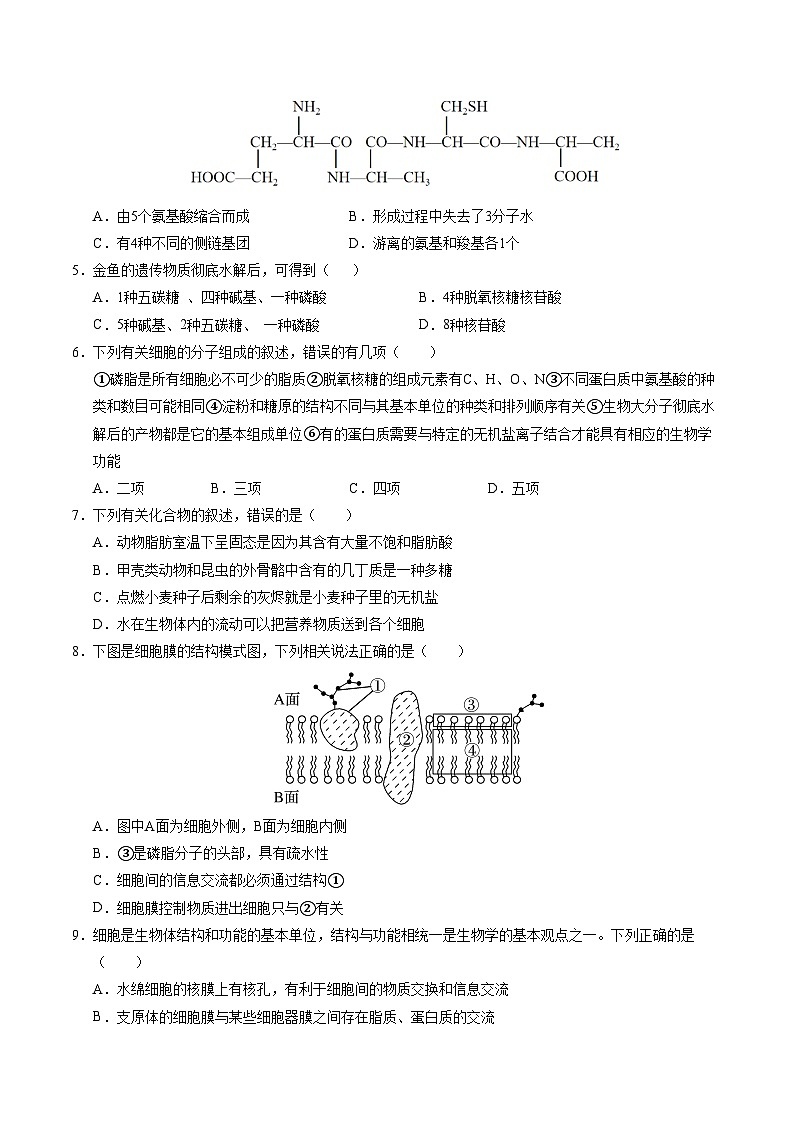 新高考高一生物上学期期中模拟卷【测试范围:必修一第一章至第四章】(考试版)(新高考通用版)(15单选+5多选+5非选择)第2页