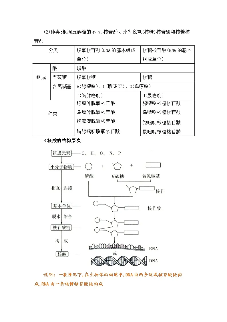 专题07 核酸是遗传信息的携带者 2024-2025学年人教版2019 高一必修一生物 期中复习(知识点+习题)(原卷版)第2页