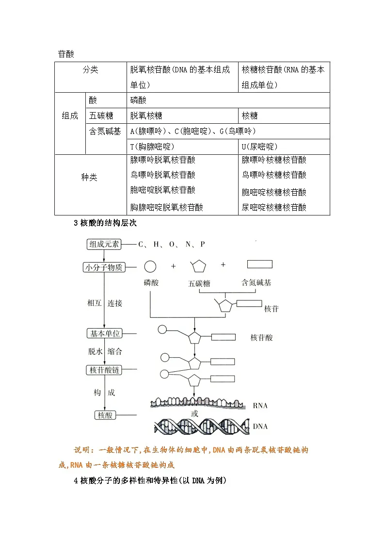 专题07 核酸是遗传信息的携带者2024-2025学年人教版2019 高一必修一生物 期中复习(知识点+习题)(解析版)第2页