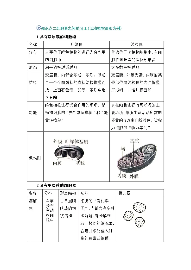 专题09 细胞器之间的分工合作 2024-2025学年人教版2019 高一必修一生物 期中复习(知识点+习题)(解析版)第2页