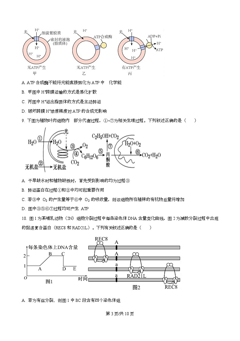 四川省广安中学2026届高三上学期10月月考生物试题(原卷版)第3页