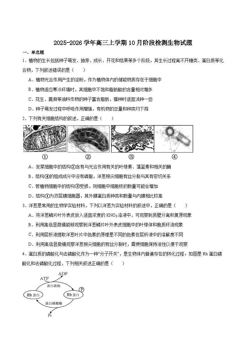安徽省“耀正优”2025-2026学年高三上学期10月阶段检测生物试卷(Word版附答案)第1页