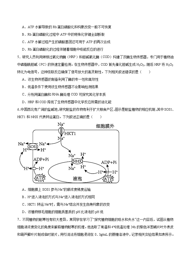 安徽省“耀正优”2025-2026学年高三上学期10月阶段检测生物试卷(Word版附答案)第2页