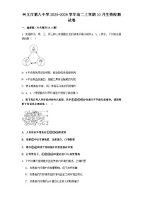贵州省兴义市第八中学2025-2026学年高二上学期10月月考生物试题（含解析）