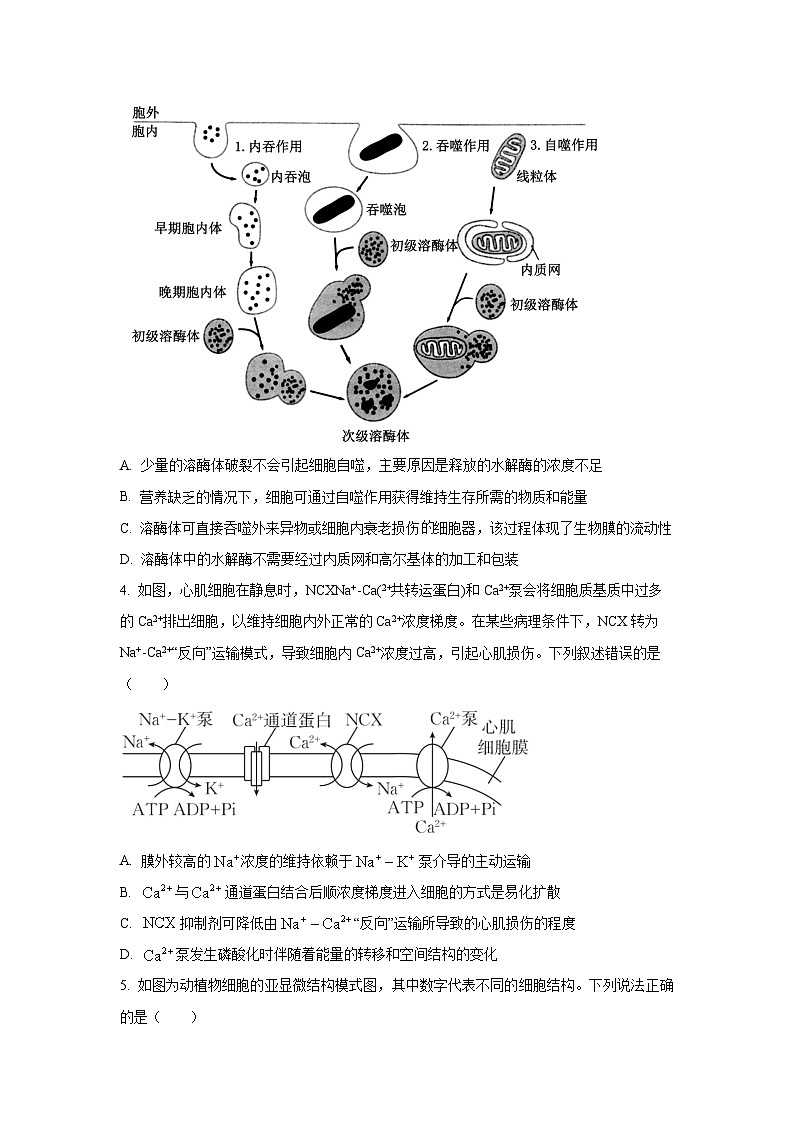 2025~2026学年辽宁省大连市高三(上)10月月考生物试题第2页