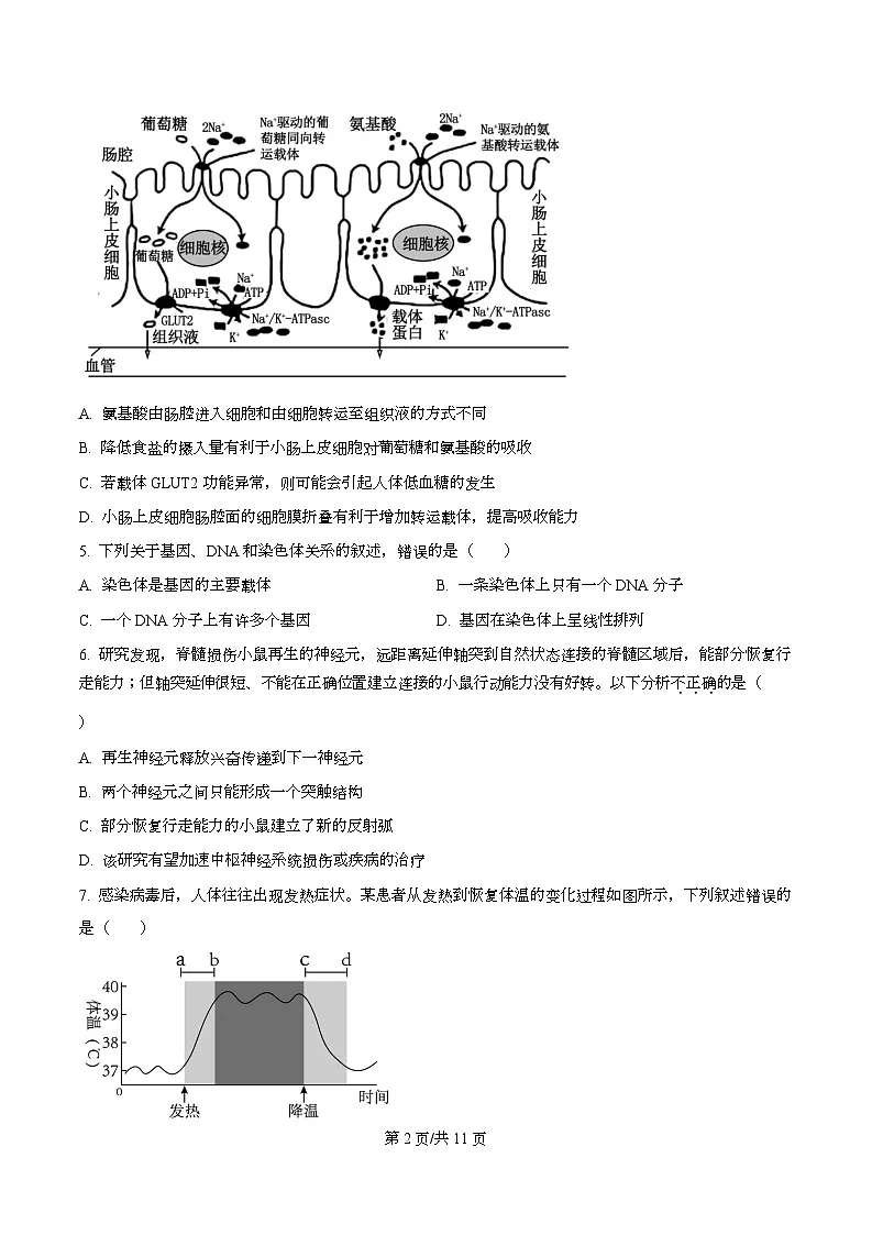 四川省绵阳市安州中学2026届高三上学期期中考试生物试卷(原卷版)第2页