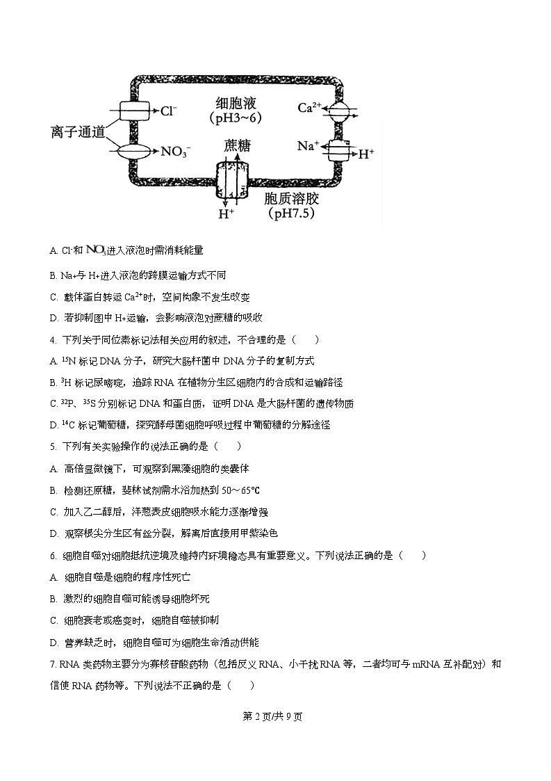 黑龙江省绥化市2025-2026学年高三上学期11月期中考试生物试题 Word版无答案第2页