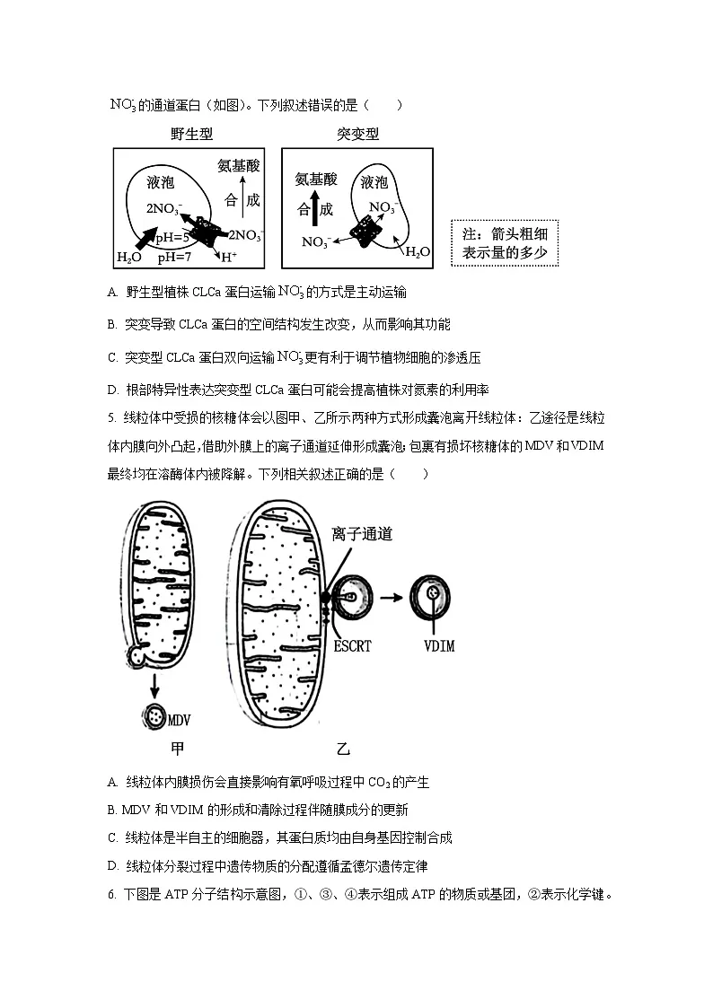 广西部分学校2025-2026学年高三上10月月考生物试卷(学生版)第2页