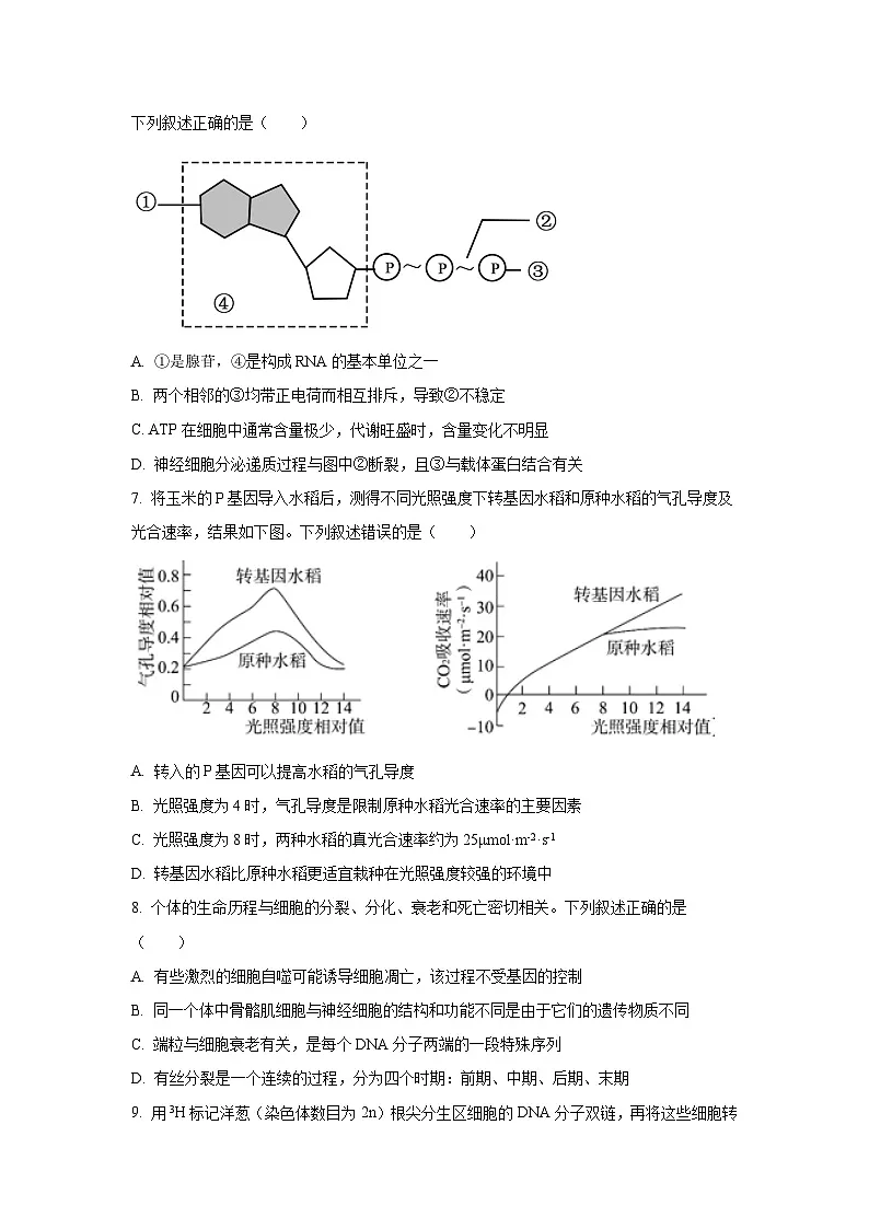 广西部分学校2025-2026学年高三上10月月考生物试卷(学生版)第3页