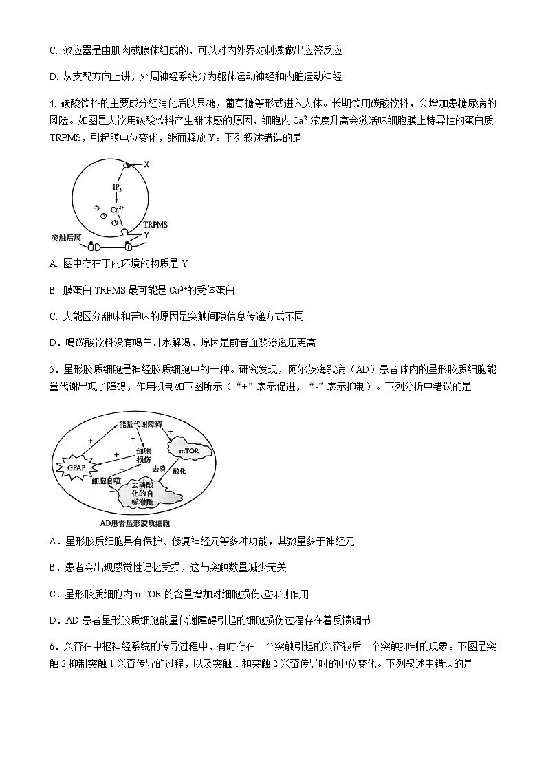 四川省凉山州西昌市2025-2026学年高二上学期期中考试生物试题(无答案)第2页