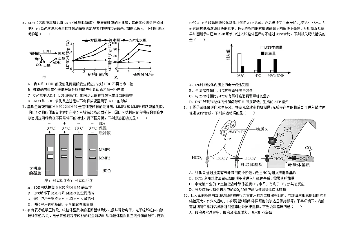 安徽省六安市金安区安徽省六安第一中学2024-2025学年高一上学期1月期末生物试题第2页