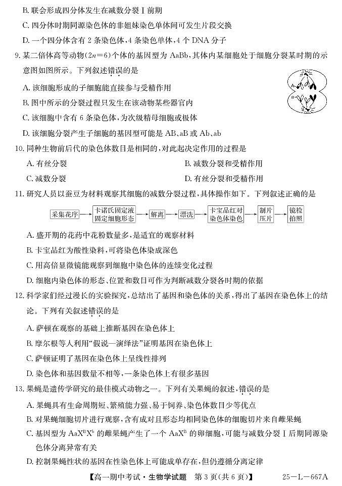 安徽省滁州市2024-2025学年高一下学期期中生物试题第3页