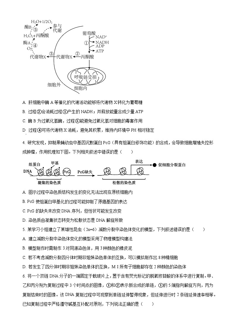 安徽省芜湖市2024—2025学年高三上学期期末考试生物试题(原卷版)-A4第2页