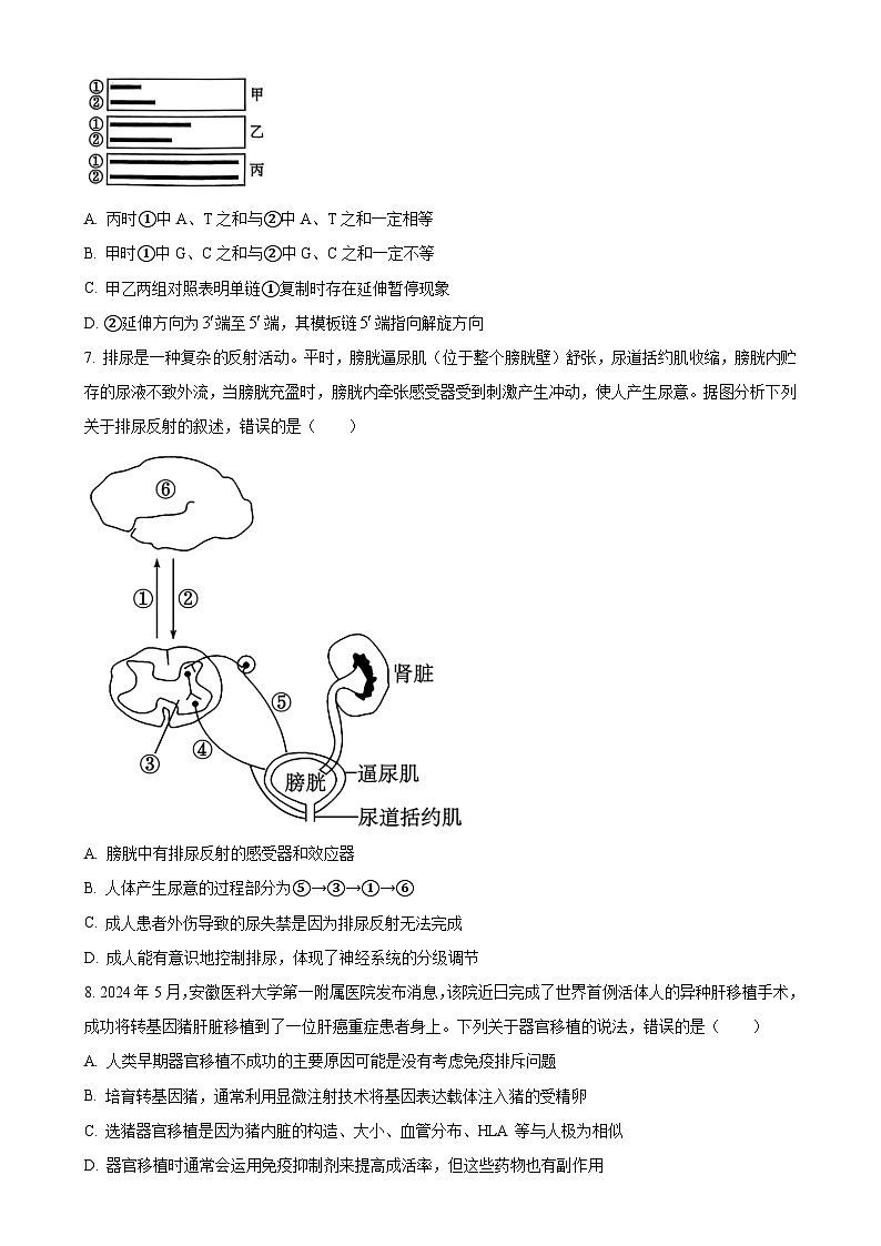 安徽省芜湖市2024—2025学年高三上学期期末考试生物试题(原卷版)-A4第3页