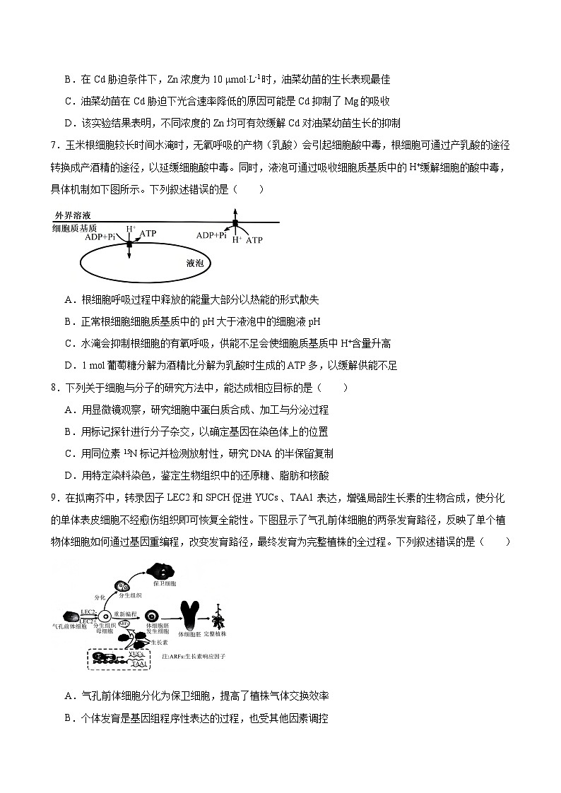 四川省绵阳市元三维大联考2025-2026学年高三上学期第一次诊断考试 生物 试题Word版含答案第3页