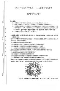 山西三晋卓越联盟2025-2026学年高一（上）11月期中生物学试卷（含答案）