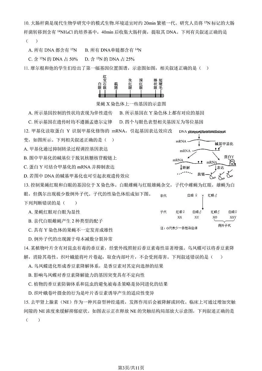 2025北京顺义一中高三(上)期中生物(教师版)试卷第3页