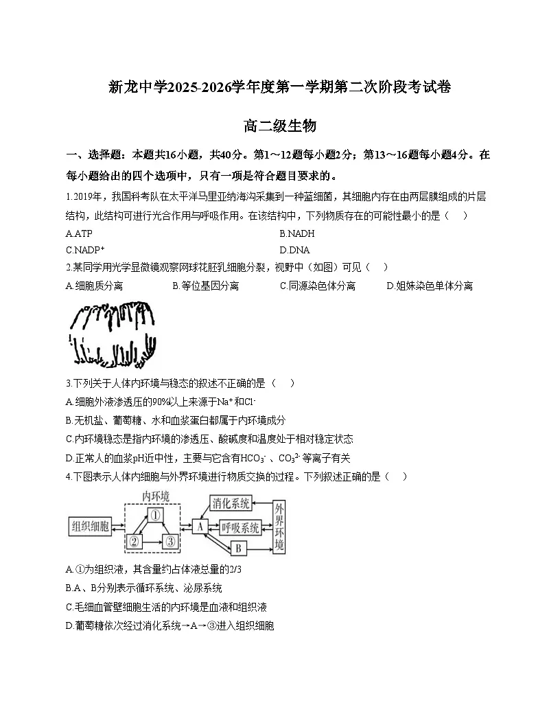 广东省汕尾市陆丰市东海新龙中学2025—2026学年高二上学期期中考试生物试题(文字版,含答案)第1页