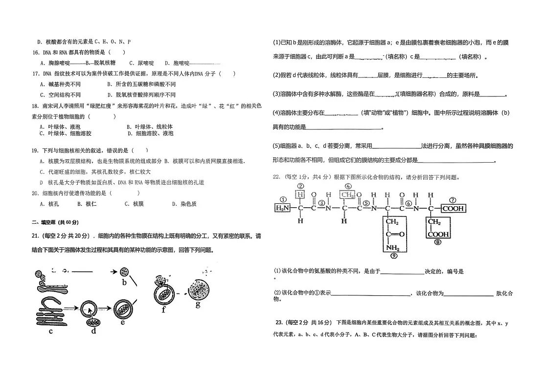 新疆喀什地区英吉沙县2025-2026学年高一上学期12月期中考试生物试卷第3页